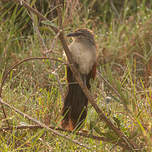 Coucal à sourcils blancs