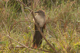 Coucal à sourcils blancs