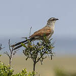 Coucal à sourcils blancs