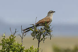 Coucal à sourcils blancs