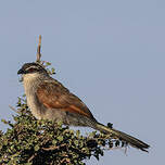 Coucal à sourcils blancs