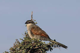 Coucal à sourcils blancs