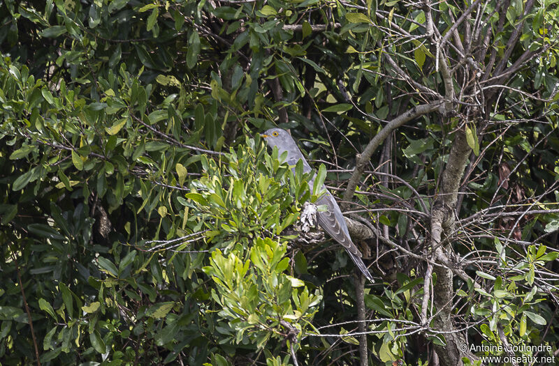 African Cuckooadult