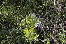 African Cuckoo