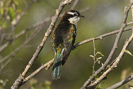 Diederik Cuckoo