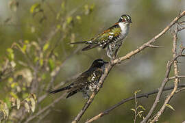 Diederik Cuckoo