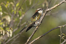 Diederik Cuckoo