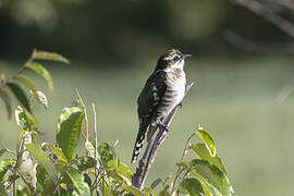 Diederik Cuckoo