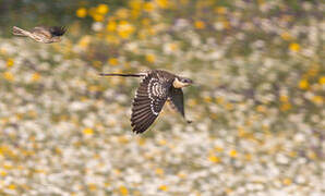 Great Spotted Cuckoo