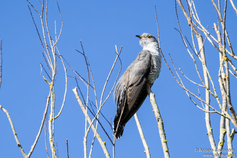 Common Cuckoo male adult