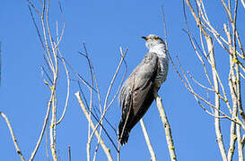 Common Cuckoo