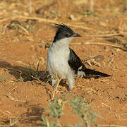 Jacobin Cuckoo