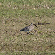 Eurasian Curlew