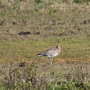 Eurasian Curlew