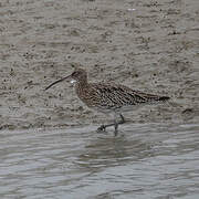 Eurasian Curlew