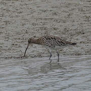 Eurasian Curlew