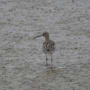 Eurasian Curlew