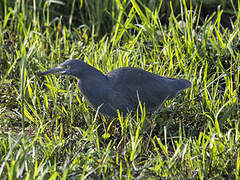 Rufous-bellied Heron