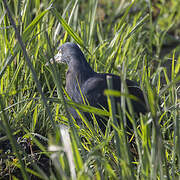 Rufous-bellied Heron