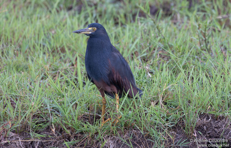 Rufous-bellied Heronadult