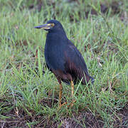 Rufous-bellied Heron