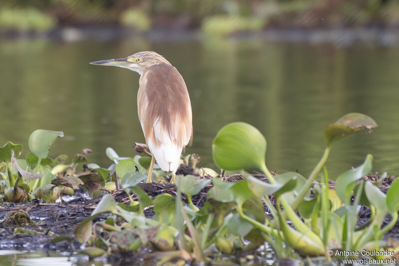 Squacco Heronadult