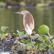 Squacco Heron