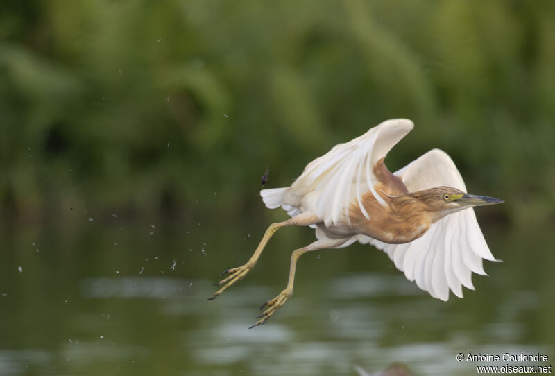 Squacco Heronadult, Flight