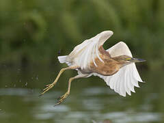 Squacco Heron