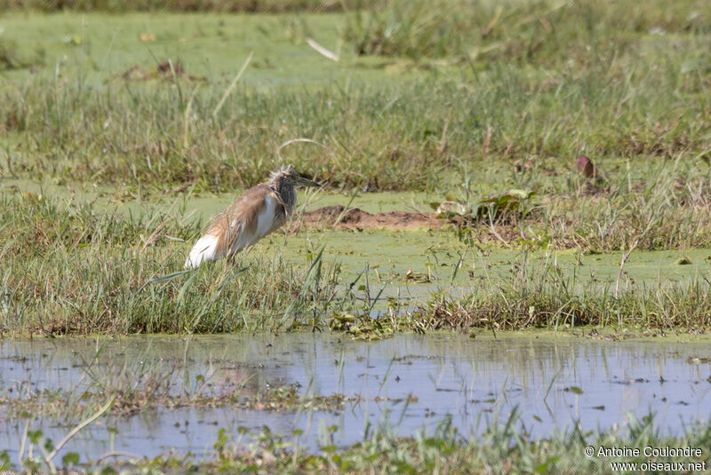 Squacco Heronadult