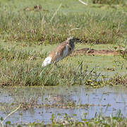 Squacco Heron