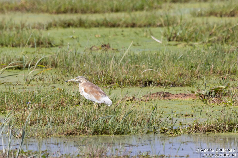 Squacco Heronadult