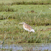 Squacco Heron