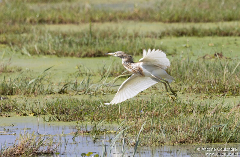 Squacco Heronadult, Flight