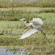 Squacco Heron