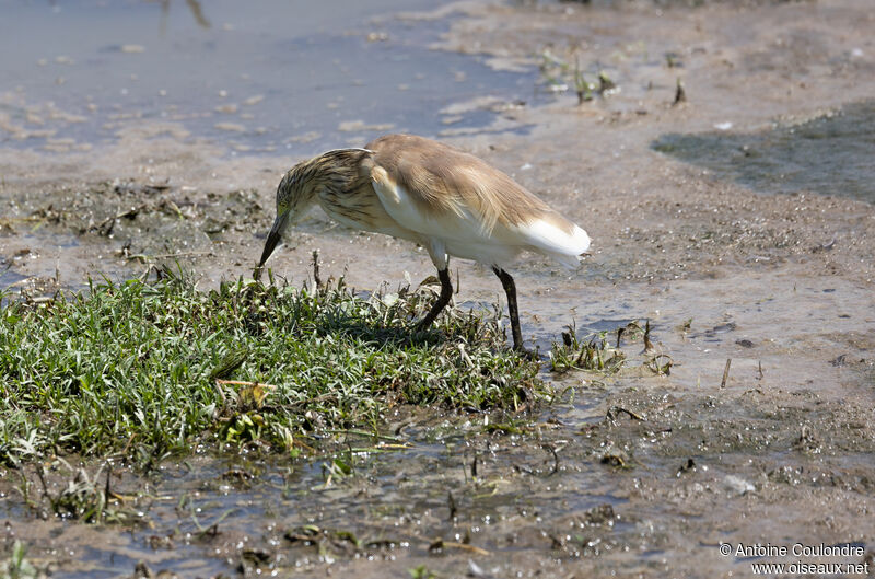 Squacco Heronadult, eats