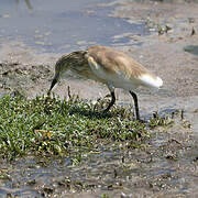 Squacco Heron