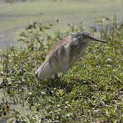 Squacco Heron