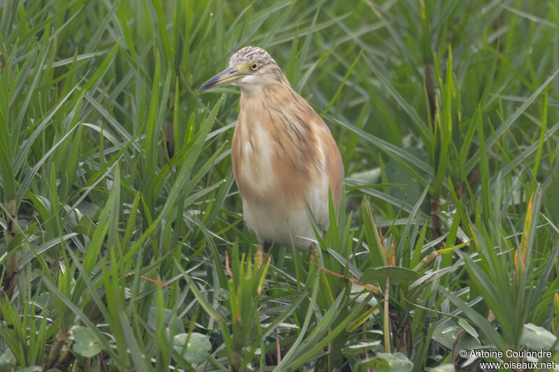 Squacco Heronadult