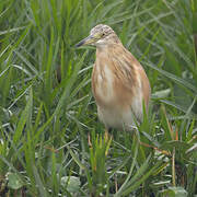 Squacco Heron