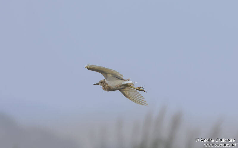 Squacco Heronadult, Flight