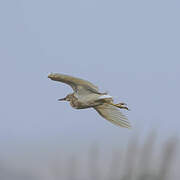 Squacco Heron