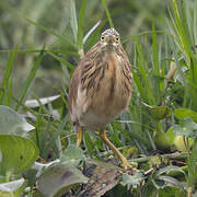 Squacco Heron