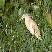 Squacco Heron