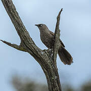 Black-lored Babbler