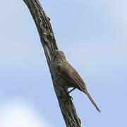 Black-lored Babbler