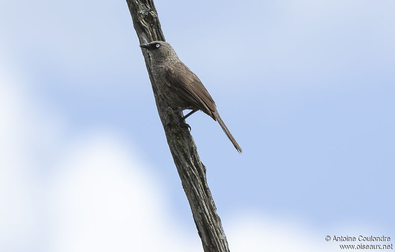 Black-lored Babbleradult