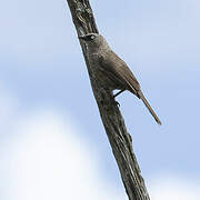 Black-lored Babbler