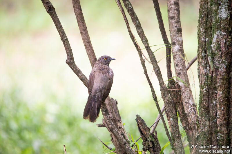 Arrow-marked Babbleradult