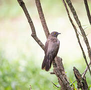 Arrow-marked Babbler